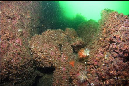 cucumbers and cup corals