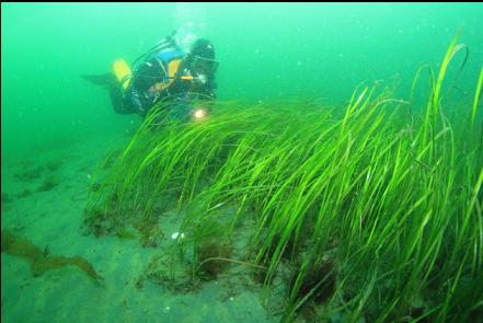 back up in the eelgrass