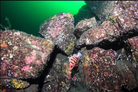 tiger rockfish