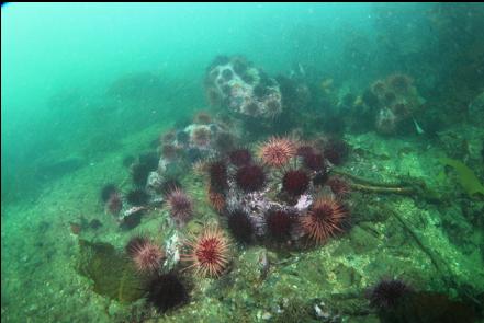 urchins at the Southern tip of the islets