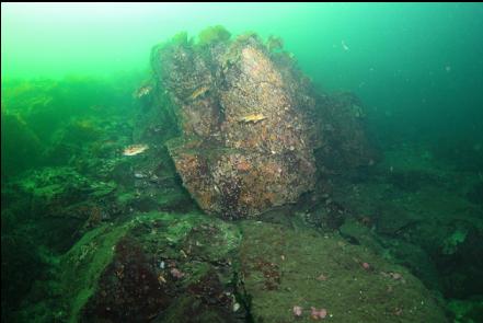 rockfish around a boulder