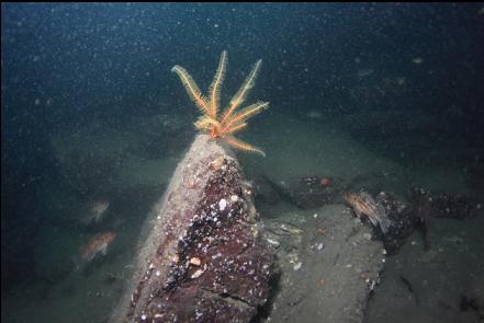 feather star and rockfish