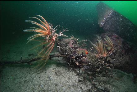 feather stars on a tree branch