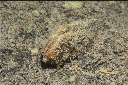 clam buried in the silt