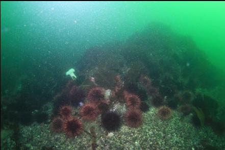 urchins on a rocky reef