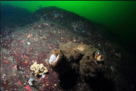 quillback rockfish in a boot sponge