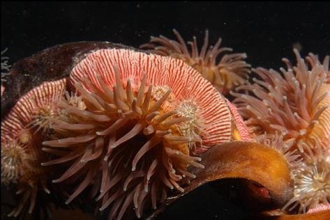 brooding anemones