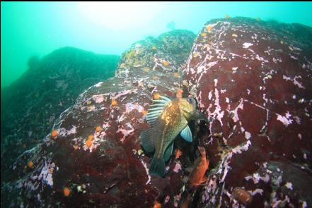 quillback rockfish