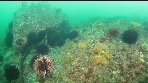 yellow sponges