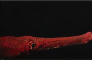 PIPEFISH