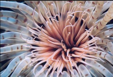 TUBE-DWELLING ANEMONE