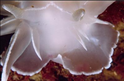 ALABASTER NUDIBRANCH