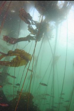 JUVENILE ROCKFISH UNDER KELP