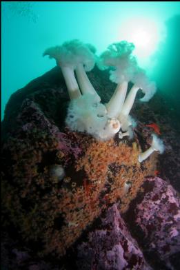 zoanthids and plumose anemones on wall