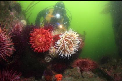 fish-eating anemones