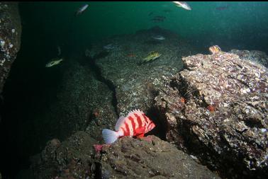 tiger rockfish