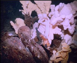 QUILLBACK ROCKFISH AND SPONGES