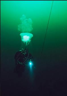 JELLYFISH NEAR MOORING LINE