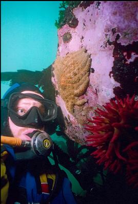 SUNFLOWER STAR AND FISH-EATING ANEMONE