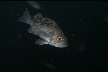 JUVENILE ROCKFISH