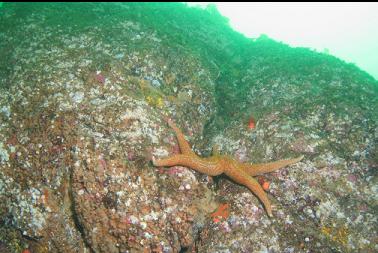 seastar on wall