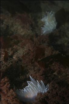 ALABASTER NUDIBRANCHS