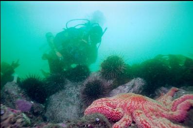 URCHINS AND SUNFLOWER STAR