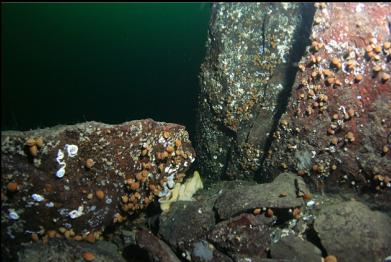 tiny cloud sponge under boulder