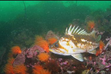 COPPER ROCKFISH AND ORANGE BURROWING CUCUMBERS