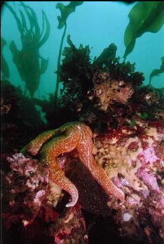 SEA STAR ON SEWER PIPE REEF