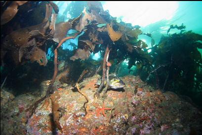 copper rockfish