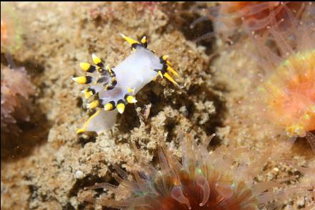 nudibranch