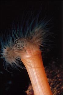 SMALL PLUMOSE ANEMONE