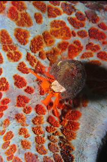 HERMIT CRAB ON LEATHER STAR