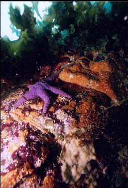 PURPLE SEASTAR OVER SPONGE AND TUNICATES