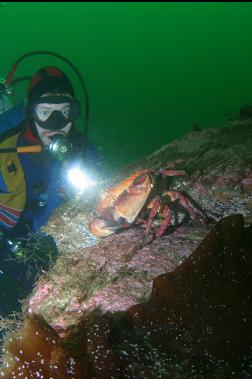 red rock crabs