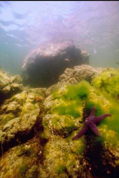 SEA STAR IN SHALLOWS