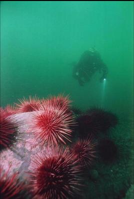 URCHINS AT BASE OF WALL