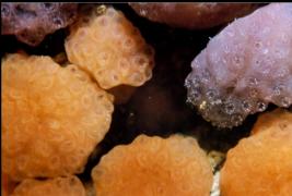 ASCIDIANS