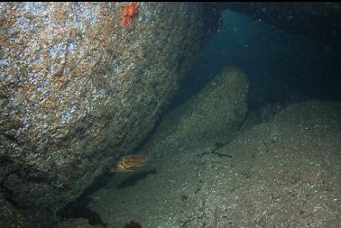 copper rockfish 