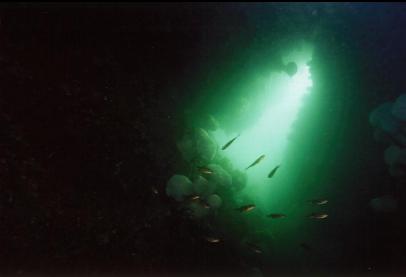 PERCH IN CAVERN