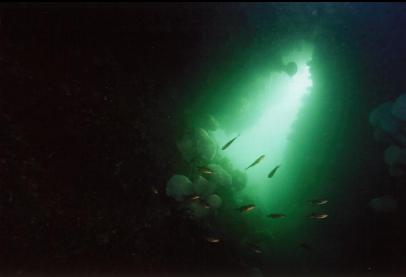 PERCH IN CAVERN