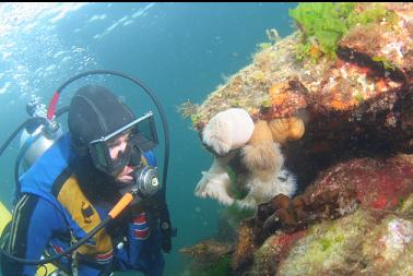 anemones in shallows