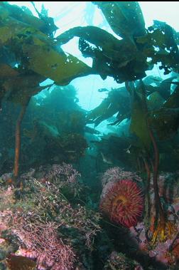 fish-eating anemone and coraline algae