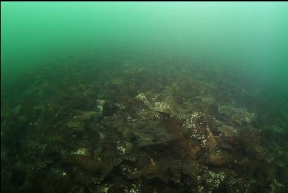 slope of bottom kelp