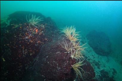 feather stars