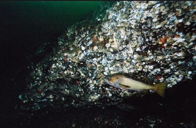 YELLOWTAIL ROCKFISH