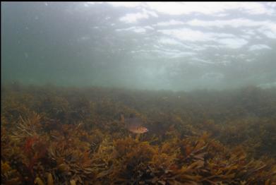 PERCH AND ROCKWEED IN SHALLOWS