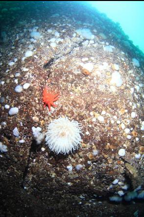 anemones 40 feet deep