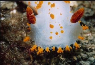 CLOWN NUDIBRANCH